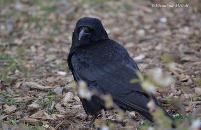 Lac Daumesnil, bois de Vincennes : la corneille noire