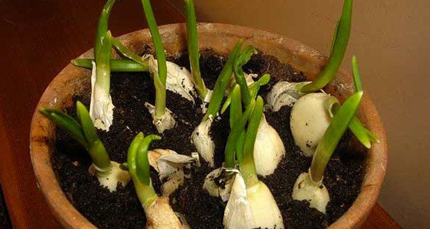 Comment faire pousser un stock inépuisable d’ail à la maison ?