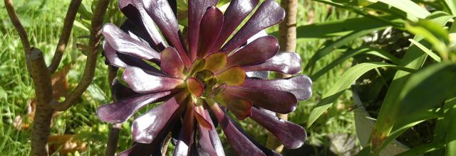 Le jardin en octobre