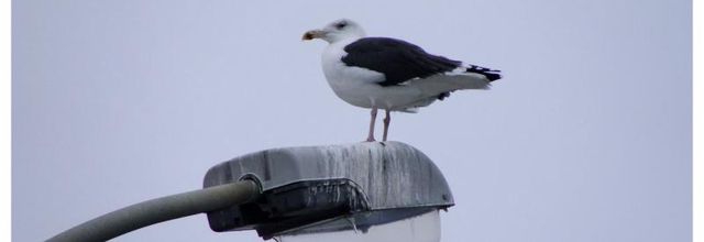 Comptage Wetland Oiseaux des jardins -2014