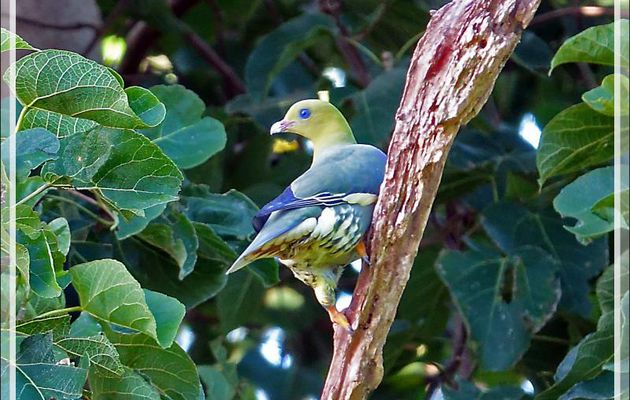 Pigeon vert, Colombar maïtsou, Madagascan Green Pigeon (Treron australis) - Nosy Be - Madagascar