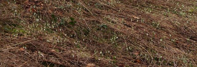 Zoom sur mon jardin en hiver