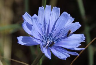 des fleurs en été