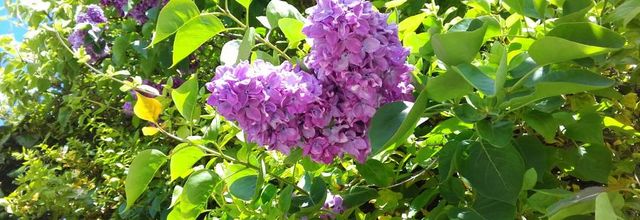 Ils sont fleuris  ( la promeneuse )