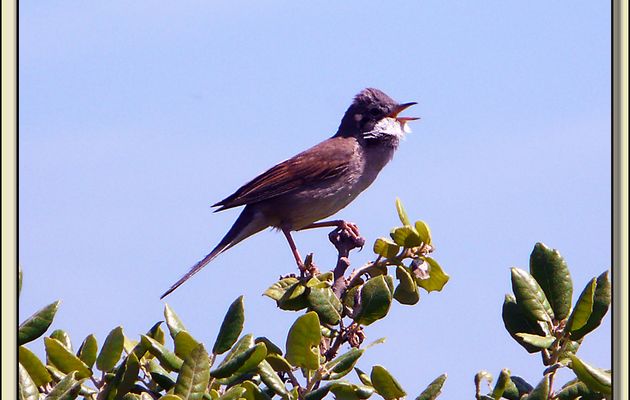 Fauvette grisette - La Couarde-sur-Mer - Ile de Ré - 17