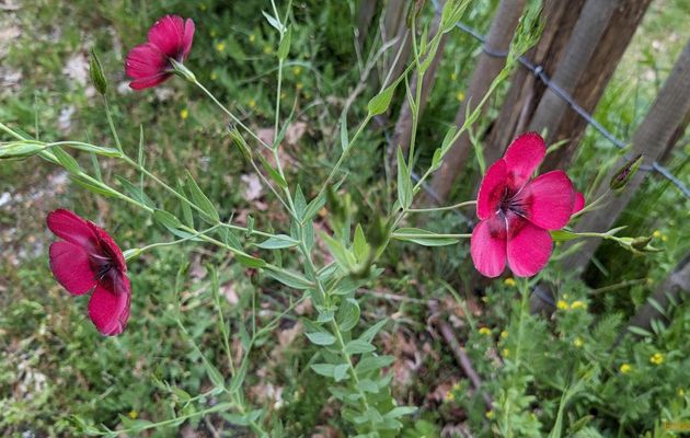 Mes fleurs du jardin en Mai