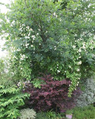 rosier-liane 'Bobbie James' à roses blanches à la conquête d'un arbre