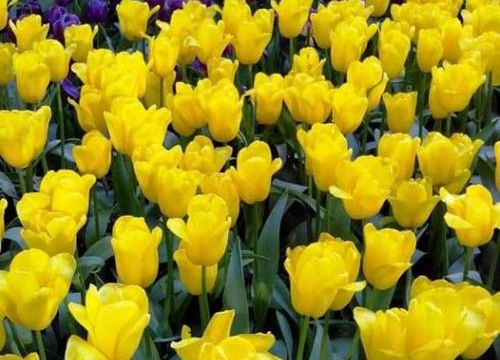 Des fleurs pour l'Ukraine
