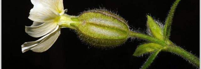 Compagnon Blanc (2) - Silene latifolia