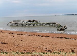 Un serpent sur la plage de St Brevin