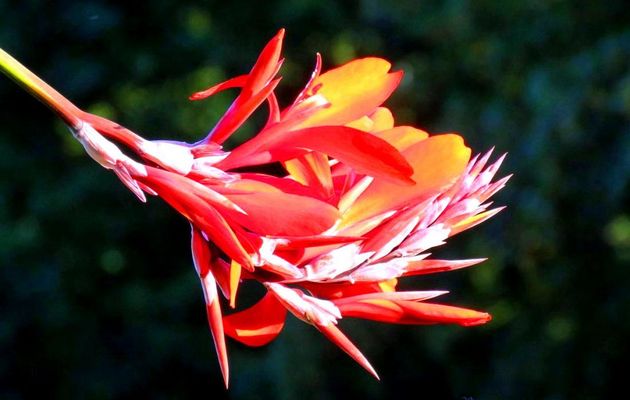 des fleurs !
