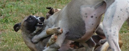 Comme deux larons en foire; 3ème partie