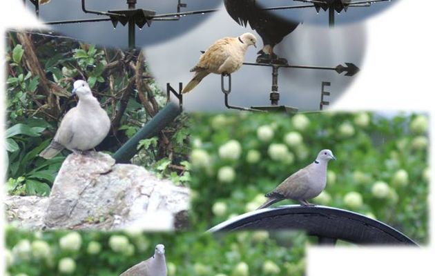 Mes amies les "Tourterelles"