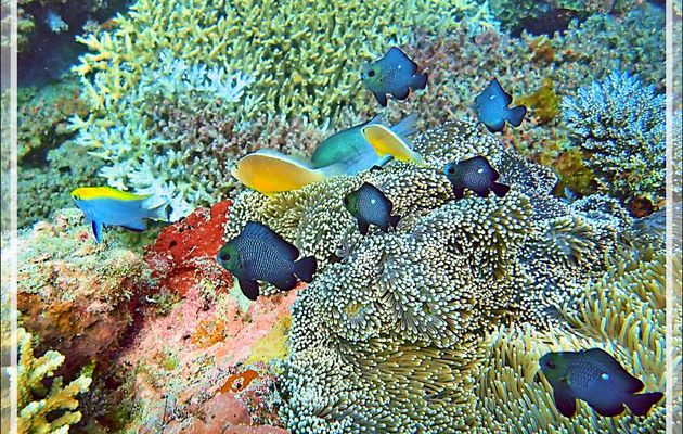 Anémone magnifique et ses deux Poissons-clowns à bande dorsale, ses Demoiselles domino, Demoiselle noire juvénile (jaune-bleu), Chromis (caché) - Spot Sugar Man - Tsarabanjina - Mitsio, Madagascar