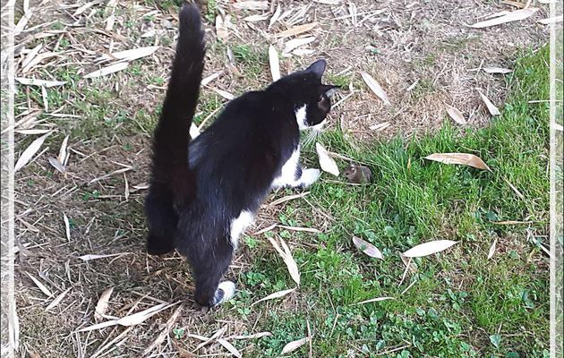 Images cruelles : le sadisme de Câlinou. Jeu du chat et de la souris