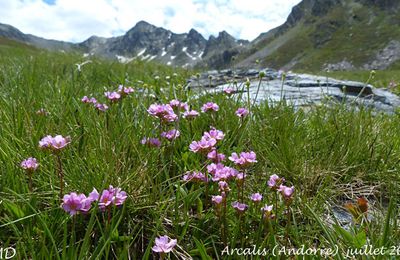Androsace carnea  -  androsace couleur chair