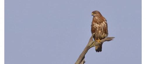  Buse variable