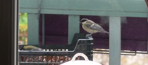 oiseaux