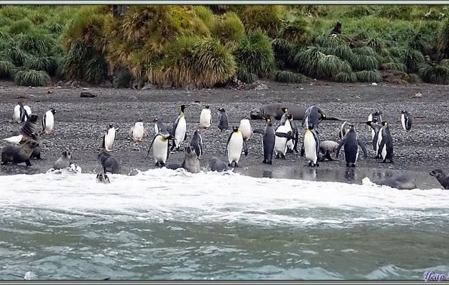 Bien entendu, il y a aussi des Manchots royaux - Cooper Bay Bay - Géorgie du Sud