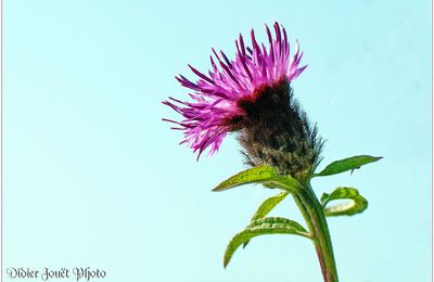 Centaurée Noire (2) - Centaurea nigra