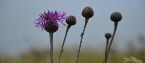 bleuet violet