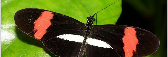 Facteur (1) - Heliconius melpomene