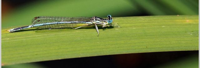Agrion à Larges Pattes (1) - Platycnemis pennipes