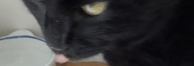  Pour  ceux qui aiment les chats  ( légendes halloween 