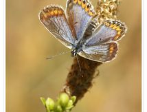 Petit argus - Plebejus argus - Lycaenidae