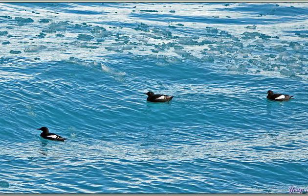 Après avoir fait s'envoler quelques Guillemots à miroir, nous arrivons aux cascades du glacier Bråsvell (Bråsvellbreen) - Calotte glacière Austfonna - Nordaustlandet Island - Svalbard - Norvège