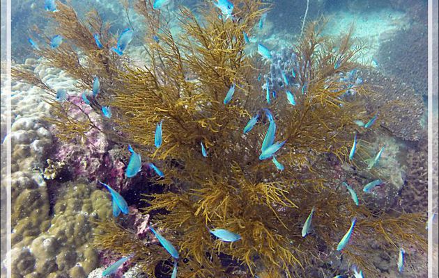 Corail noir (Antipathes dichotoma ?) et ses Demoiselles bleues  - Spot de plongée "Sugar Man" - Nosy Tsarabanjina - Archipel Mitsio - Madagascar