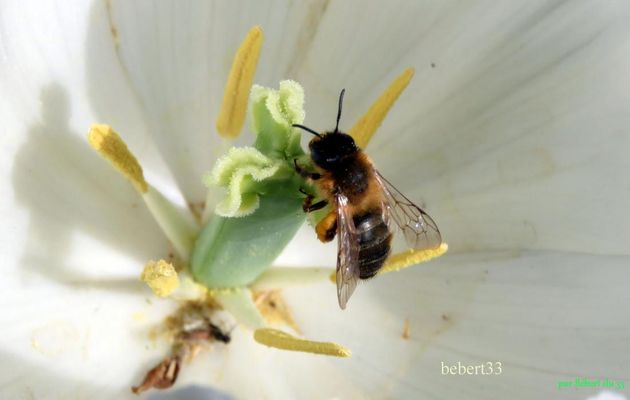 une abeille qui ...