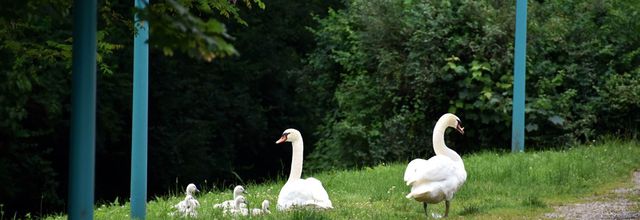La famille cygne