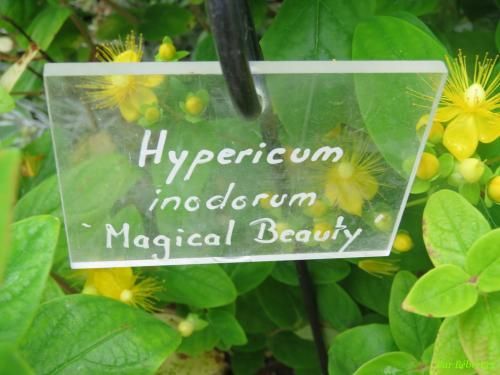 des fleurs -d'Hypéricum