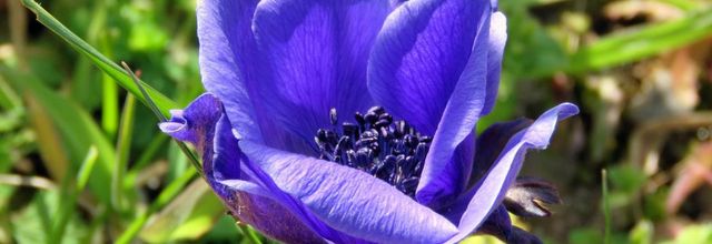 fleurs du jardin - 2 