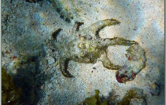 Strombe araignée  ou Strombe chiragre ou Ptérocère rugueux mâle (Lambis chiragra arthritica) - Anse Marie-Louise - Mahé - Seychelles