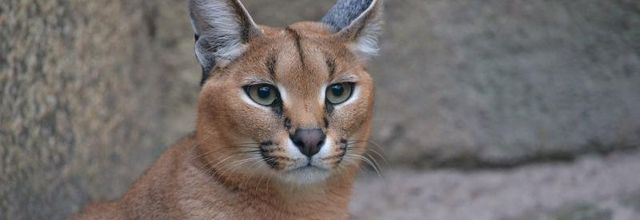 La Ménagerie, le zoo du jardin des Plantes : Le Caracal