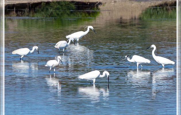 Aigrette garzette, Little Egret (Egretta garzetta) - La Couarde-sur-Mer - Ile de Ré - 17