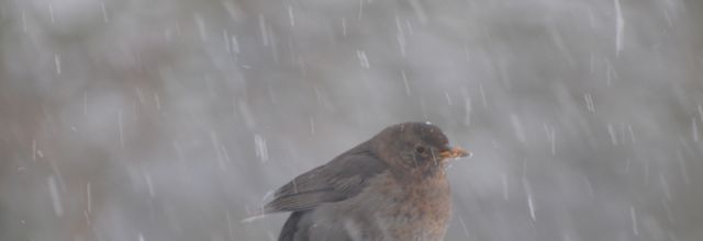  La première tempête de neige chez moi à Béthune