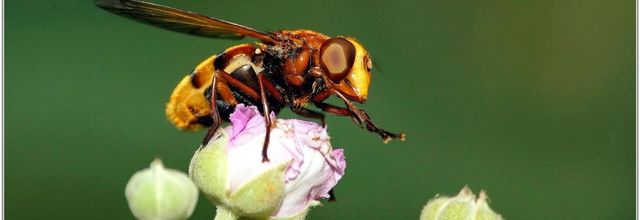 Volucelle Zonée (1) - Volucella zonaria / Femelle