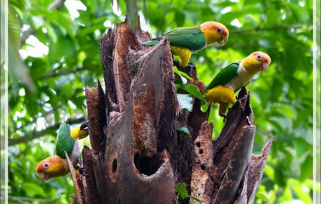 Caïque à ventre blanc, White-bellied Parrot (Pionites leucogaster) - Lac Sandoval - Pérou
