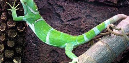 Brachylophus vitiensis