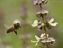 Abeille mellifère ♀
