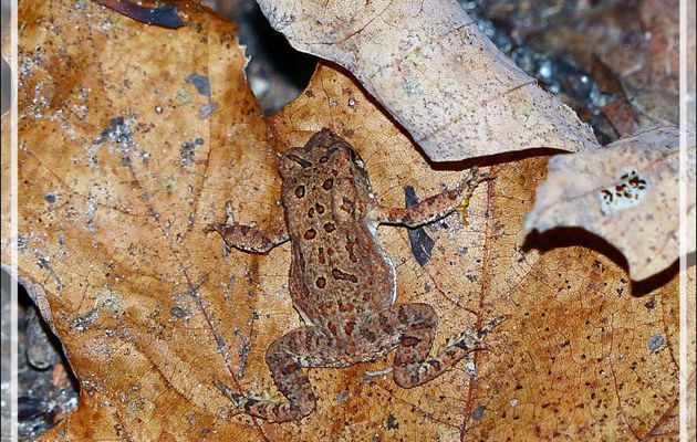 Crapaud d'Amérique, American toad (Anaxyrus americanus) - Lac Gabet - Mauricie - Québec - Canada