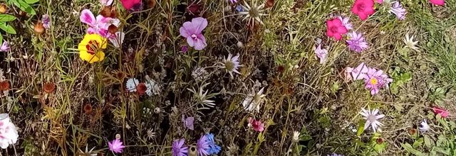  les jardins pour butineuses 