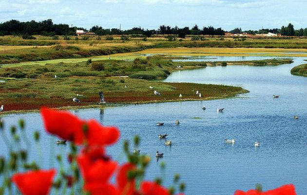 Marais et coquelicots - Les Portes-en-Ré - Ile de Ré - 17