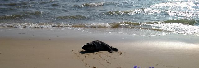 un phoque sur la bassin d'arcachon