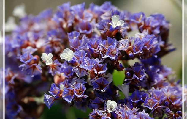 Limonium à feuilles sinuées, Lavande de mer, Statice, Sea lavander (Limonium sinuatum) - Camps Bay - Cape Town - Afrique du Sud
