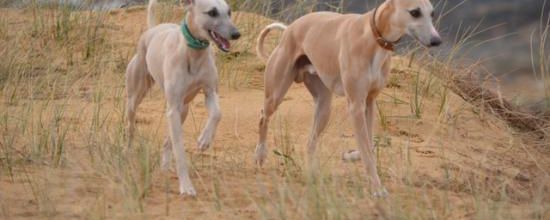 Romeo et Galia