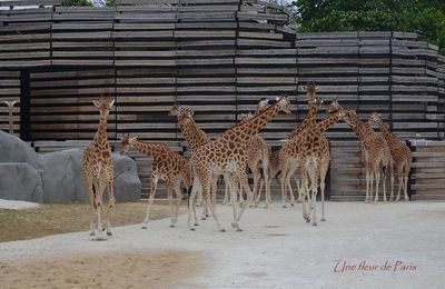 Le Zoo de Vincennes ressuscité